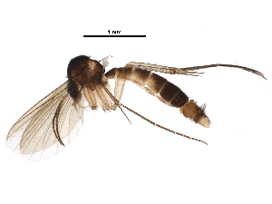  (Brachycampta protenta - BIOUG19017-B01)  @15 [ ] CreativeCommons - Attribution (2015) CBG Photography Group Centre for Biodiversity Genomics