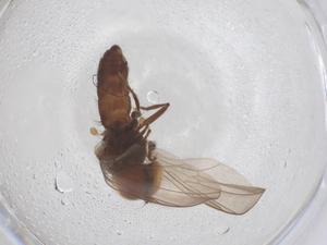  ( - BIOUG19055-G10)  @11 [ ] CreativeCommons - Attribution Share - Alike (2025) Centre for Biodiversity Genomics Centre for Biodiversity Genomics