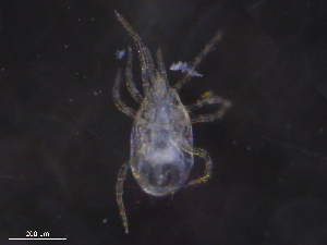  ( - BIOUG19118-H03)  @11 [ ] CreativeCommons - Attribution (2019) CBG Photography Group Centre for Biodiversity Genomics