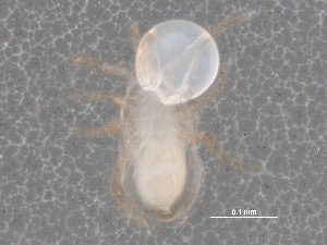  (Typhlodromus sp. JCS32 - BIOUG19487-A08)  @12 [ ] CreativeCommons - Attribution (2015) CBG Photography Group Centre for Biodiversity Genomics