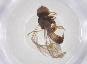  ( - BIOUG19853-G06)  @11 [ ] CreativeCommons - Attribution Share - Alike (2025) Centre for Biodiversity Genomics Centre for Biodiversity Genomics