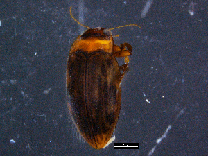  (Antiporus - DBCACOLE_AIA006)  @11 [ ] CreativeCommons - Attribution Non-Commercial Share-Alike (2019) DBCA Department of Biodiversity, Conservation and Attractions