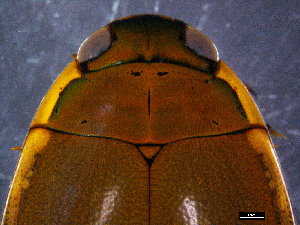  ( - DBCACOLE_AIA183)  @11 [ ] CreativeCommons - Attribution Non-Commercial Share-Alike (2019) DBCA Department of Biodiversity, Conservation and Attractions
