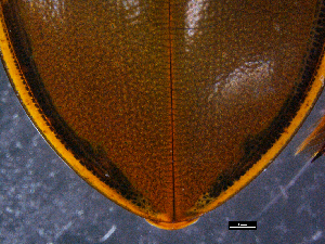  ( - DBCACOLE_AIA183)  @11 [ ] CreativeCommons - Attribution Non-Commercial Share-Alike (2019) DBCA Department of Biodiversity, Conservation and Attractions