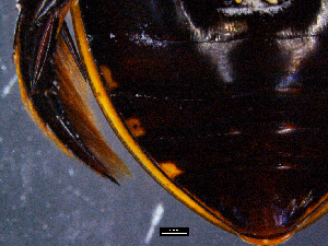  ( - DBCACOLE_AIA183)  @11 [ ] CreativeCommons - Attribution Non-Commercial Share-Alike (2019) DBCA Department of Biodiversity, Conservation and Attractions