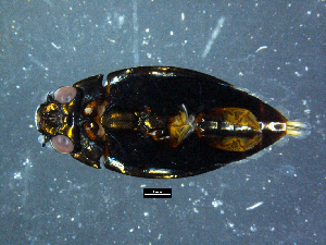  ( - DBCACOLE_AIA054)  @11 [ ] CreativeCommons - Attribution Non-Commercial Share-Alike (2019) DBCA Department of Biodiversity, Conservation and Attractions