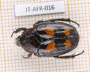  (Charadronota - JT-AFR-016)  @11 [ ] CC-By (2025) Julien Touroult MNHN