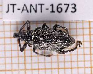  (Lachnopus campechianus - JT-ANT-1673)  @11 [ ] CC-by (2023) Julien Touroult Museum national d'Histoire naturelle, Paris