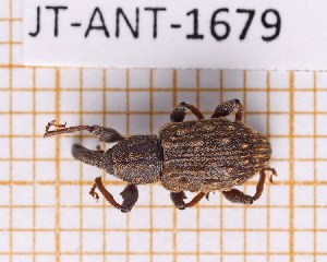  ( - JT-ANT-1679)  @11 [ ] CC-by (2023) Julien Touroult Museum national d'Histoire naturelle, Paris