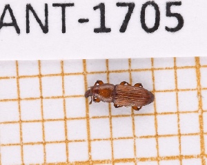  (Micromimus elongatulus - JT-ANT-1705)  @11 [ ] CC-by (2023) Julien Touroult Museum national d'Histoire naturelle, Paris