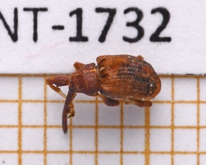  (Anthonomus alboannulatus - JT-ANT-1732)  @11 [ ] CC-by (2023) Julien Touroult Museum national d'Histoire naturelle, Paris