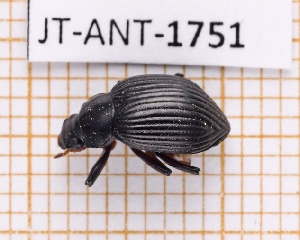  (Cyrtosoma grenadense - JT-ANT-1751)  @11 [ ] CC-by (2023) Julien Touroult Museum national d'Histoire naturelle, Paris