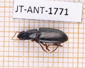  (Selenophorus integer - JT-ANT-1771)  @11 [ ] CC-by (2023) Julien Touroult Museum national d'Histoire naturelle, Paris