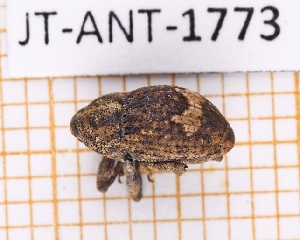  ( - JT-ANT-1773)  @11 [ ] CC-by (2023) Julien Touroult Museum national d'Histoire naturelle, Paris