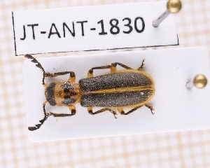  (Pelonium - JT-ANT-1830)  @11 [ ] CC-by (2023) Julien Touroult Museum national d'Histoire naturelle, Paris