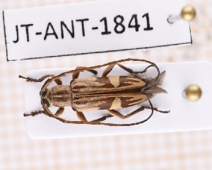  (Rosalba arawakiana - JT-ANT-1841)  @11 [ ] CC-by (2023) Julien Touroult Museum national d'Histoire naturelle, Paris