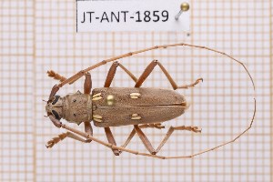  (Eburia insulana - JT-ANT-1859)  @11 [ ] CC-by (2023) Julien Touroult Museum national d'Histoire naturelle, Paris