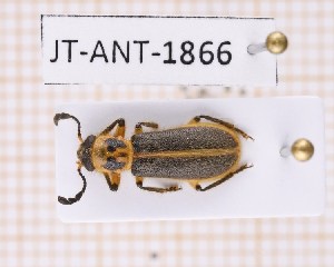  (Pelonium - JT-ANT-1866)  @11 [ ] CC-by (2023) Julien Touroult Museum national d'Histoire naturelle, Paris