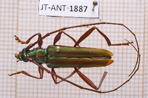  (Mionochroma elegans - JT-ANT-1887)  @11 [ ] CC-by (2023) Julien Touroult Museum national d'Histoire naturelle, Paris