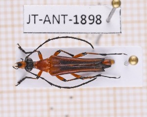  (Strangalia thoracica - JT-ANT-1898)  @11 [ ] CC-by (2023) Julien Touroult Museum national d'Histoire naturelle, Paris