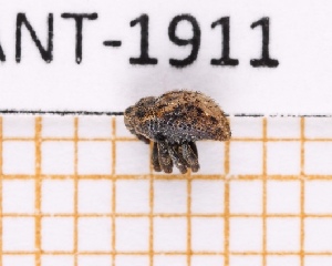  (Semnorhynchus vacillatus - JT-ANT-1911)  @11 [ ] CC-by (2023) Julien Touroult Museum national d'Histoire naturelle, Paris