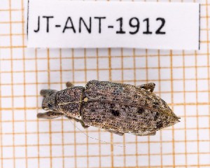  (Exophthalmus marginicollis - JT-ANT-1912)  @11 [ ] CC-by (2023) Julien Touroult Museum national d'Histoire naturelle, Paris