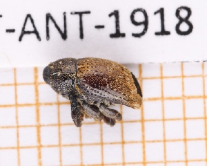  (Oxypteropsis - JT-ANT-1918)  @11 [ ] CC-by (2023) Julien Touroult Museum national d'Histoire naturelle, Paris