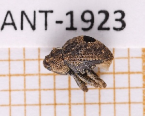  (Eubulus lunatus - JT-ANT-1923)  @11 [ ] CC-by (2023) Julien Touroult Museum national d'Histoire naturelle, Paris