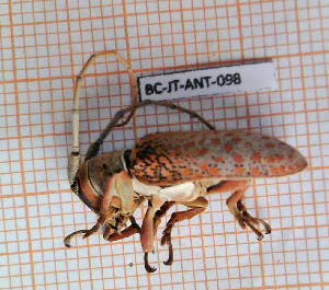  (Oncideres amputator - BC-JT-ANT-098)  @11 [ ] Copyright (2020) Julien Touroult Museum national d'Histoire naturelle