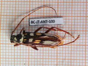  (Eburia decemmaculata - BC-JT-ANT-100)  @11 [ ] Copyright (2020) Julien Touroult Museum national d'Histoire naturelle