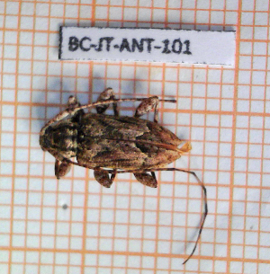  ( - BC-JT-ANT-101)  @11 [ ] Copyright (2020) Julien Touroult Museum national d'Histoire naturelle