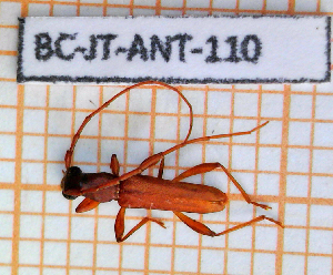  (Caribbomerus - BC-JT-ANT-110)  @11 [ ] Copyright (2020) Julien Touroult Museum national d'Histoire naturelle