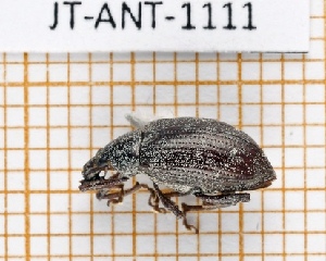  ( - JT-ANT-1111)  @11 [ ] Creative common (2022) Julien Touroult Museum national d'Histoire naturelle, Paris