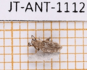  ( - JT-ANT-1112)  @11 [ ] Creative common (2022) Julien Touroult Museum national d'Histoire naturelle, Paris