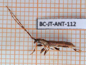  ( - BC-JT-ANT-112)  @11 [ ] Copyright (2020) Julien Touroult Museum national d'Histoire naturelle