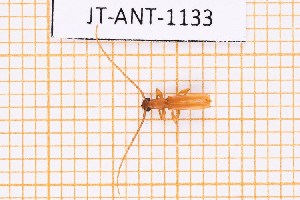  ( - JT-ANT-1133)  @11 [ ] Creative common (2022) Julien Touroult Museum national d'Histoire naturelle, Paris