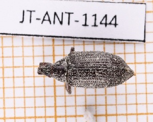  ( - JT-ANT-1144)  @11 [ ] Creative common (2022) Julien Touroult Museum national d'Histoire naturelle, Paris