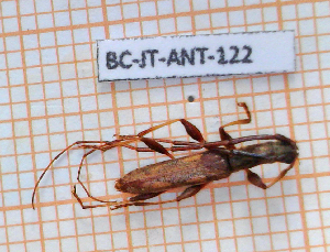  ( - BC-JT-ANT-122)  @11 [ ] Copyright (2020) Julien Touroult Museum national d'Histoire naturelle