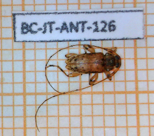  ( - BC-JT-ANT-126)  @11 [ ] Copyright (2020) Julien Touroult Museum national d'Histoire naturelle