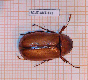  (Phyllophaga plaei - BC-JT-ANT-131)  @11 [ ] Copyright (2020) Julien Touroult Museum national d'Histoire naturelle