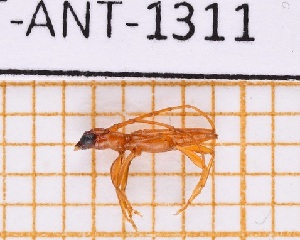  ( - JT-ANT-1311)  @11 [ ] Creative common (2022) Julien Touroult Museum national d'Histoire naturelle, Paris