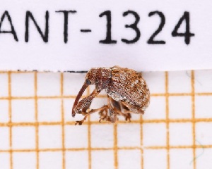  ( - JT-ANT-1324)  @11 [ ] Creative common (2022) Julien Touroult Museum national d'Histoire naturelle, Paris