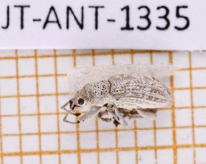  ( - JT-ANT-1335)  @11 [ ] Creative common (2022) Julien Touroult Museum national d'Histoire naturelle, Paris