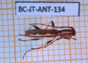  ( - BC-JT-ANT-134)  @11 [ ] Copyright (2020) Julien Touroult Museum national d'Histoire naturelle