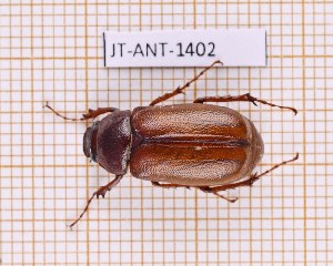  (Phyllophaga lacroixi - JT-ANT-1402)  @11 [ ] Creative common (2022) Julien Touroult Museum national d'Histoire naturelle, Paris