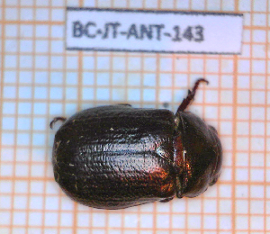 (Leucothyreus nolleti - BC-JT-ANT-143)  @11 [ ] Copyright (2020) Julien Touroult Museum national d'Histoire naturelle