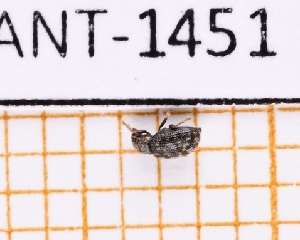  (Neoxenus - JT-ANT-1451)  @11 [ ] Creative common (2022) Julien Touroult Museum national d'Histoire naturelle, Paris