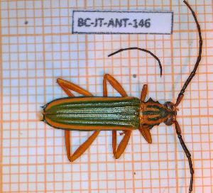  ( - BC-JT-ANT-146)  @11 [ ] Copyright (2020) Julien Touroult Museum national d'Histoire naturelle