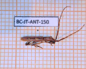  ( - BC-JT-ANT-150)  @11 [ ] Copyright (2020) Julien Touroult Museum national d'Histoire naturelle