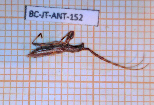  ( - BC-JT-ANT-152)  @11 [ ] Copyright (2020) Julien Touroult Museum national d'Histoire naturelle